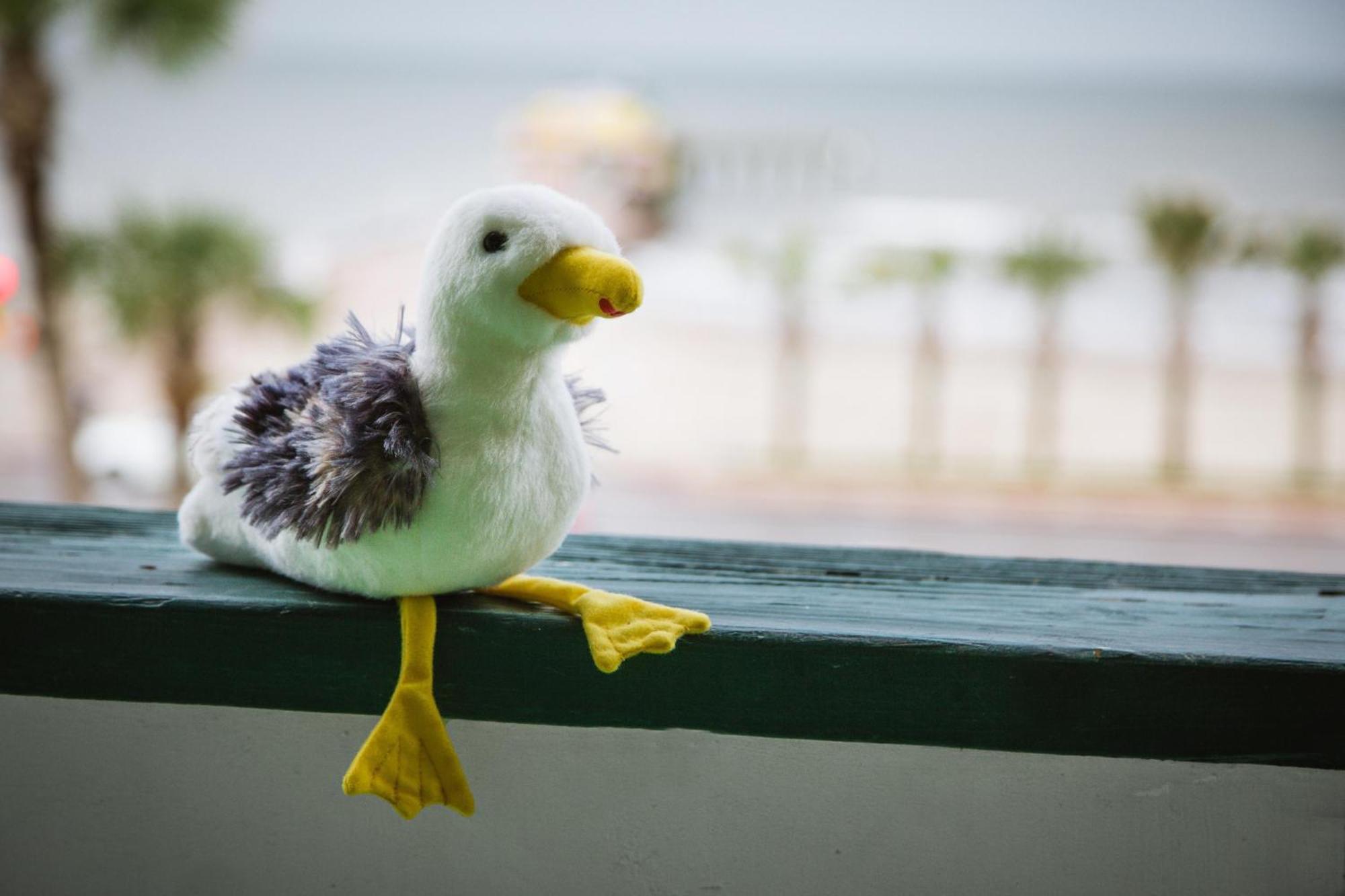 Cdm 303 - Sandy Seashore Solace กาลเวสตัน ภายนอก รูปภาพ